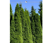 wisteria sinensis blue Chinese Wisteria Vine | 5 gallon main image 1