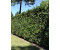 Gardline Portugiesischer Kirschlorbeer Prunus Angustifolia 100-120 cm im Topf (10 Pflanzen)