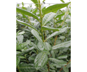 Gardline Kirschlorbeer Prunus Novita 120140 cm im Topf (40 Pflanzen
