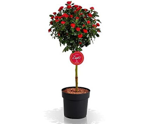 Hornbach Rose Zepeti Stämmchen 50 cm Co 6 L ab 34,95 € Preisvergleich