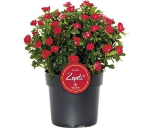 Hornbach Rose Zepeti 20 cm Co 2 L Busch ab 12,99 € Preisvergleich bei
