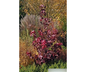 Baumschule Liquidambar styraciflua rotundiloba Amerikanischer Amberbaum