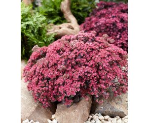 BaldurGarten Sedum Sun Sparkler Sedoro Blue Elf (2 Pflanzen) ab 5,99