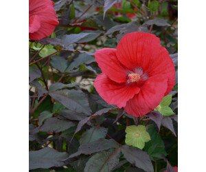 BaldurGarten Winterharter Hibiskus Summerific Midnight Marvel