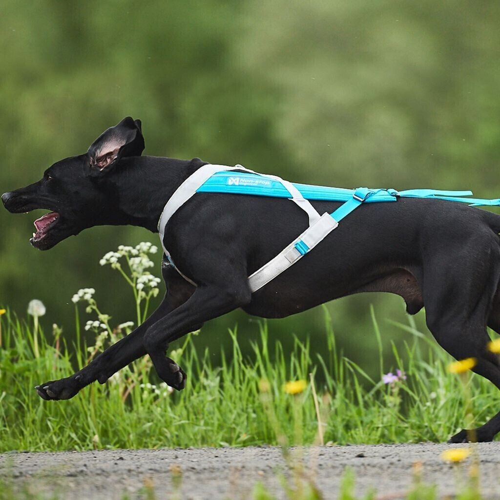 Non-stop dogwear Harnais pour chien 5 Blue/Gray Non-stop dogwear Harnais pour chien 5 Blue/Gray