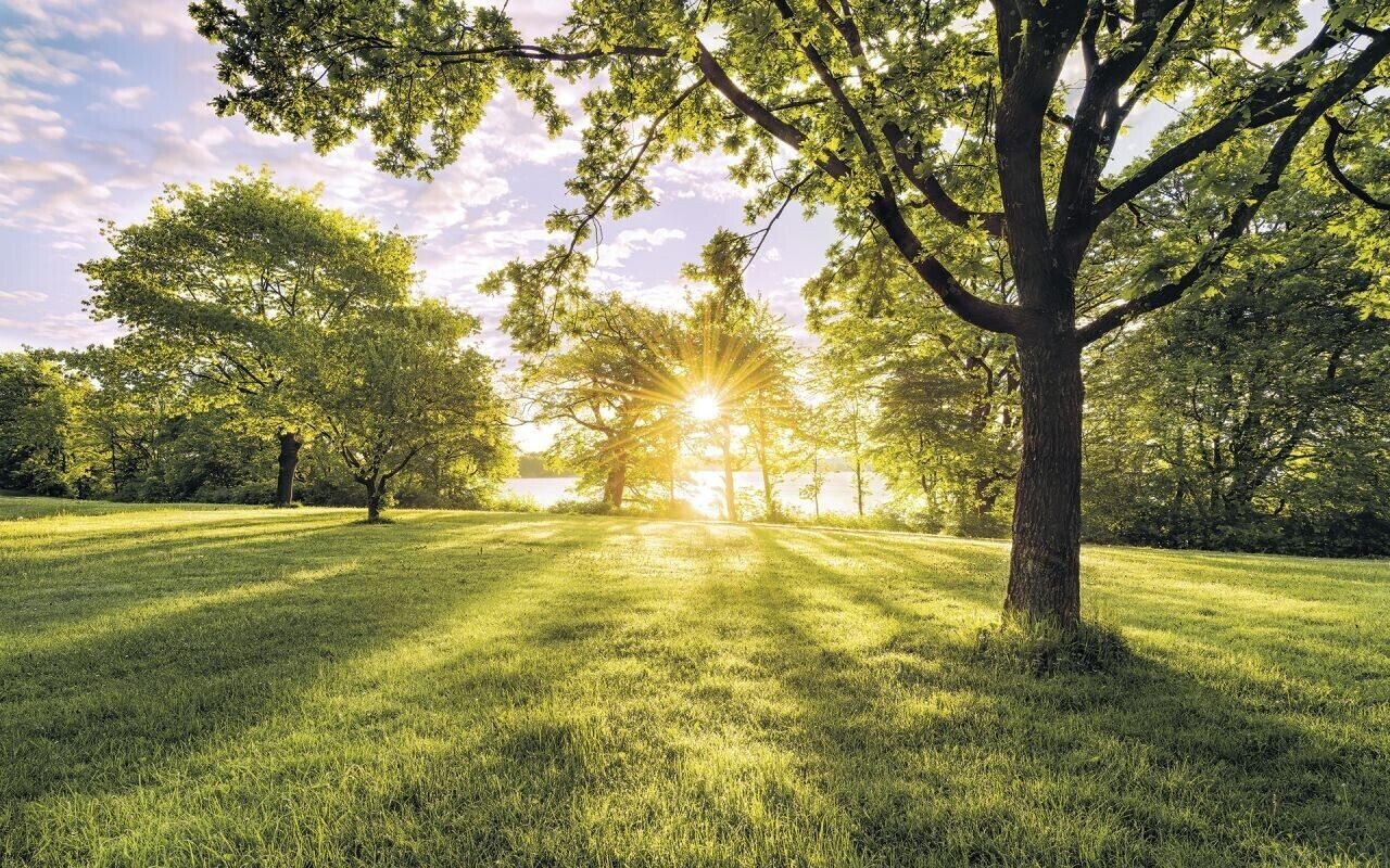 Komar Golden Moment 368 x 254 cm (8-743)