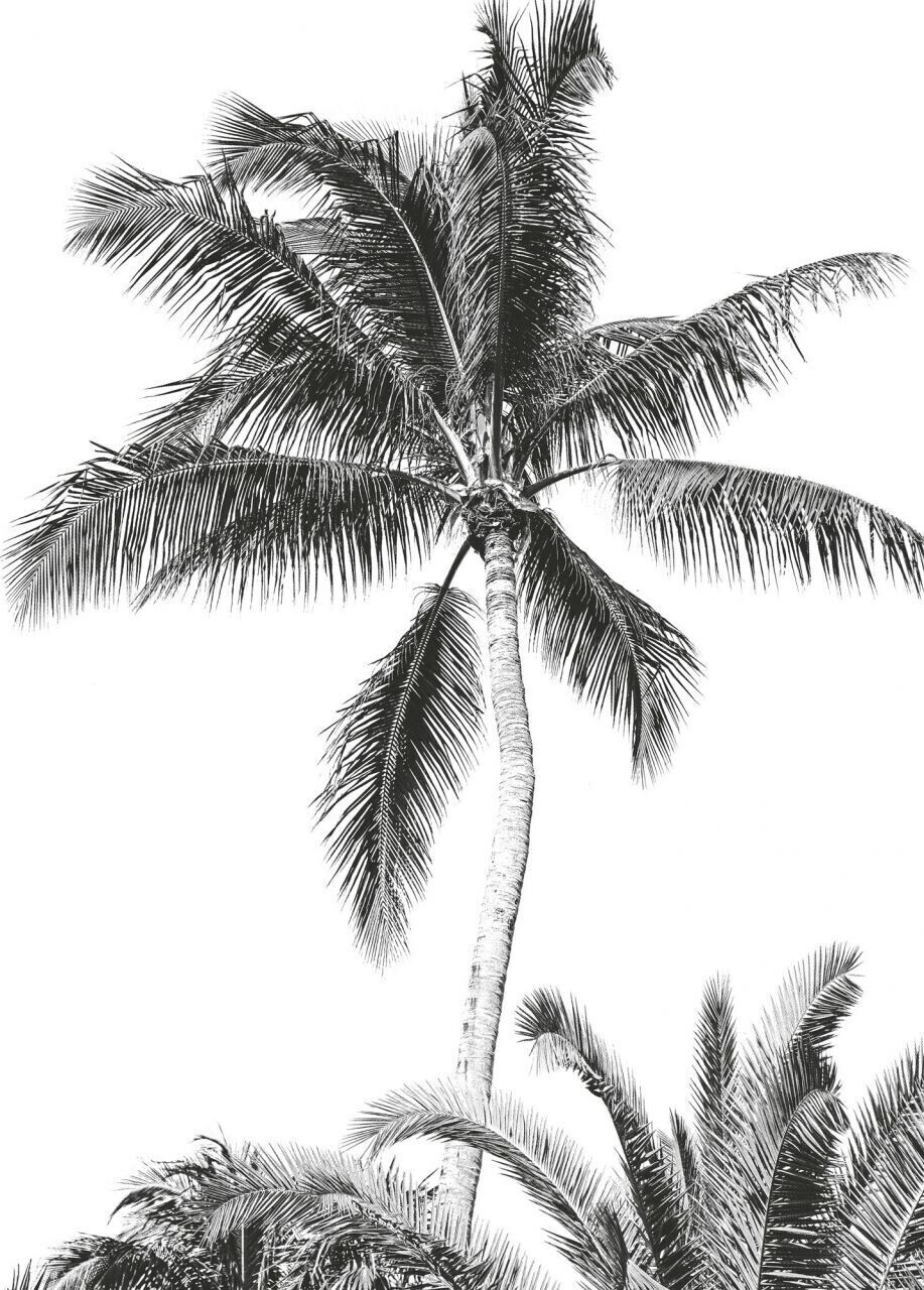 Komar Retro Palm 200 x 280 cm (IAX4-0011)
