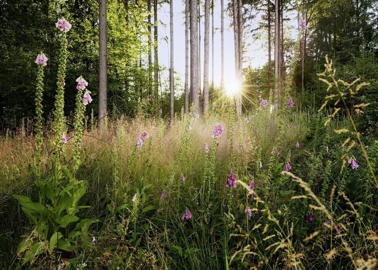 Komar Summer 350 x 250 cm
