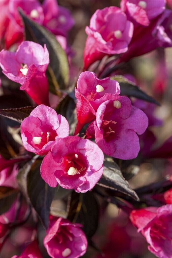 Pflanzenfürdich Weigelie Weigela florida 'Victoria' 4060cm (8320) ab