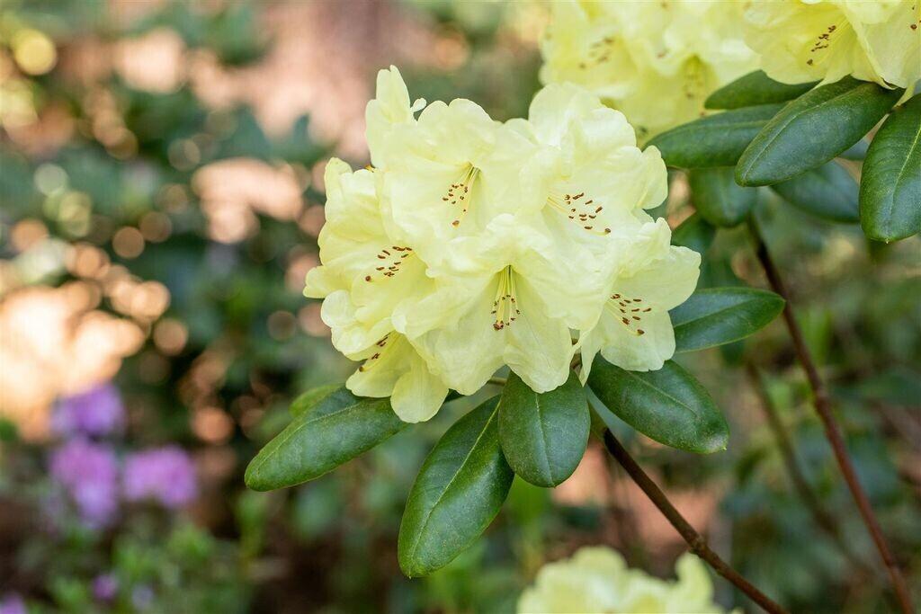 Pflanzenfürdich YakuRhododendron yak.'Centennial Gold' 3040 cm