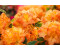 Pflanzen-für-dich Sommergrüne Azalee Rhododendron lut.'Gibraltar' 50-60 cm (727054436837)