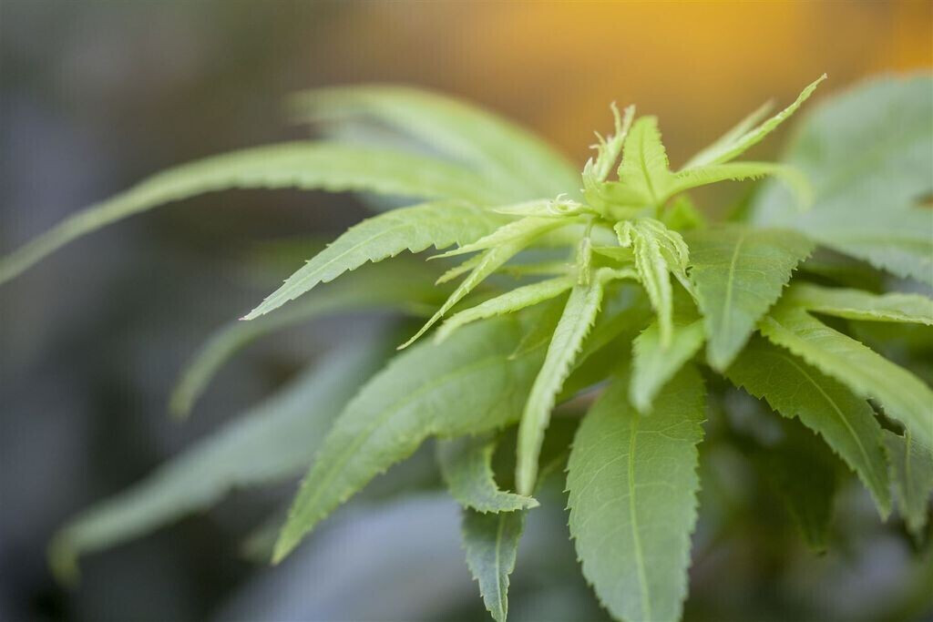 Pflanzenfürdich Acer palmatum 