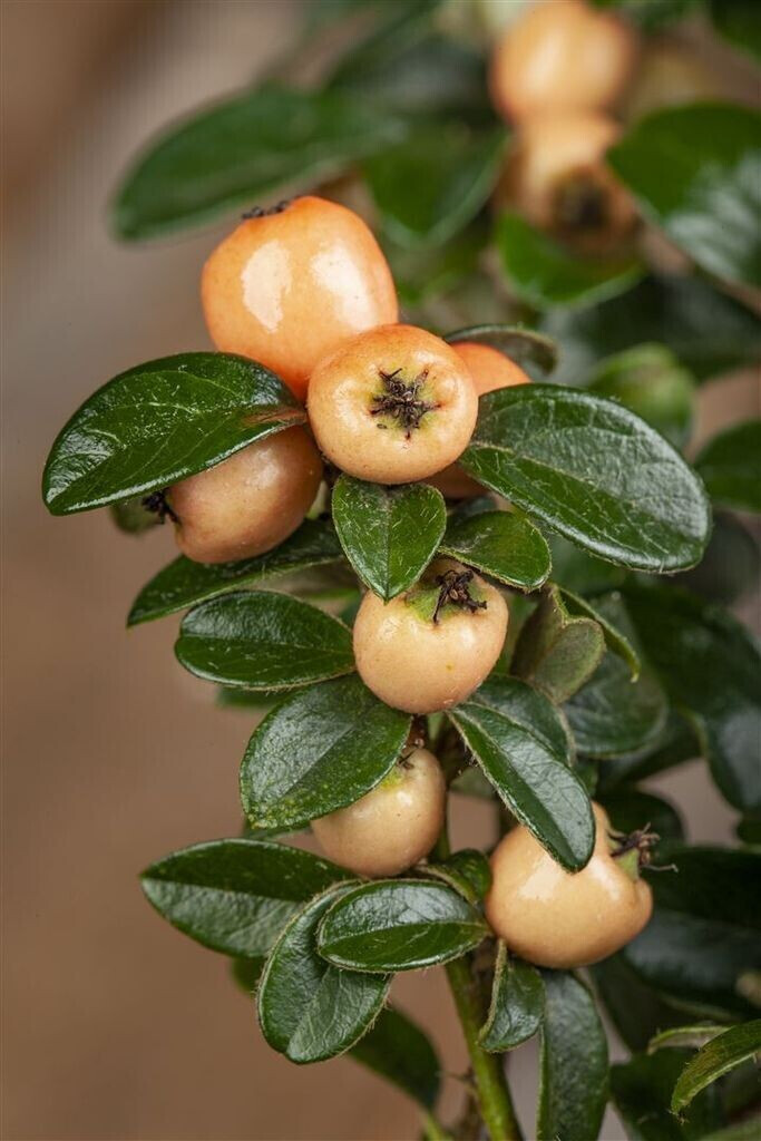 Pflanzenfürdich Cotoneaster x suecicus 'Coral Beauty' 2030 cm