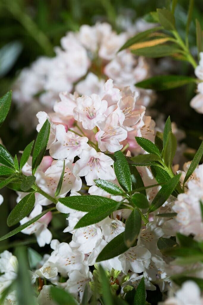 Pflanzenfürdich Rhododendron micranthum 'Bloombux' 2530 cm