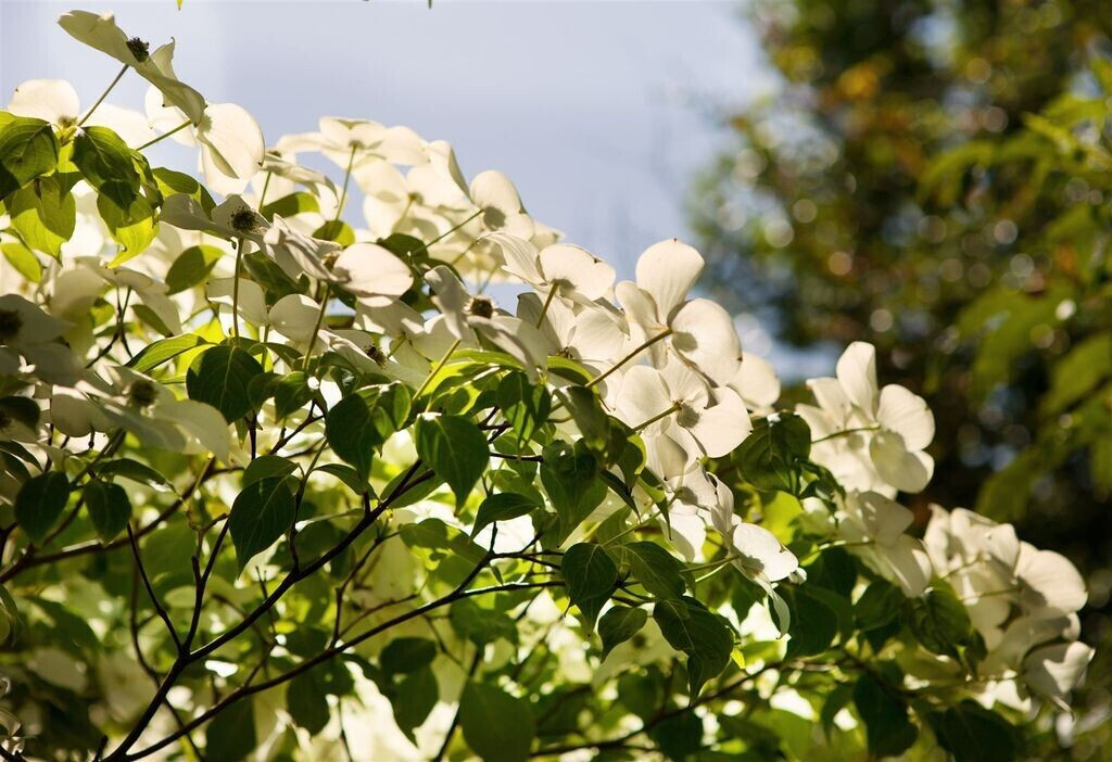 Pflanzenfürdich Chinesischer BlumenHartriegel Cornus kousa chinensis