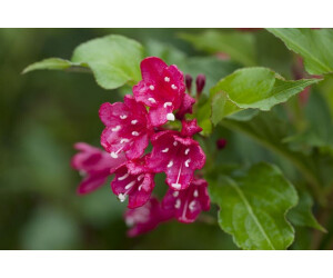 Pflanzenfürdich Weigela 'Red Prince' 4060 cm (7376480416643) ab 9,95