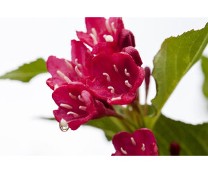 Pflanzenfürdich Weigela 'Red Prince' 4060 cm (7376480416643) ab 9,95