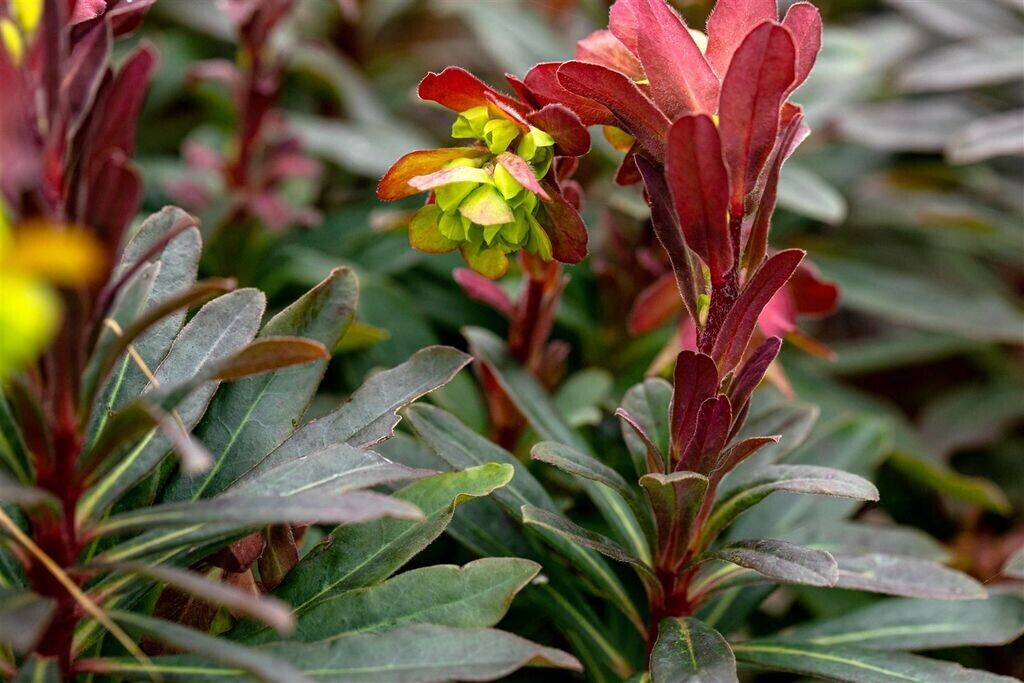 Pflanzenfürdich Euphorbia amygdaloides 'Purpurea' (SANA001467) ab 6