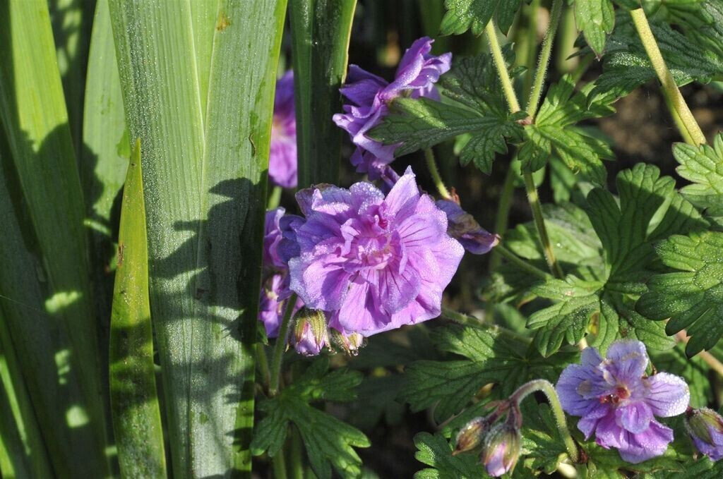Pflanzenfürdich Geranium himalayense 'Plenum' (SANA001619) ab 5,00