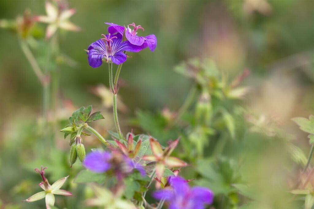 Pflanzenfürdich Geranium wlassovianum (SANA001676) ab 5,30