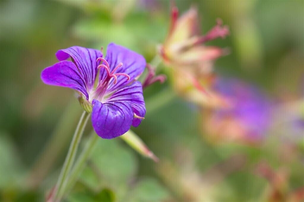 Pflanzenfürdich Geranium wlassovianum (SANA001676) ab 5,30