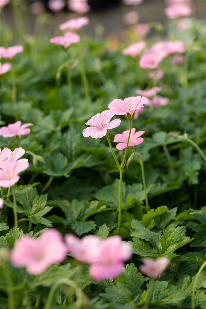 Pflanzenfürdich Geranium x oxonianum 'Wargrave Pink' (SANA001693) ab