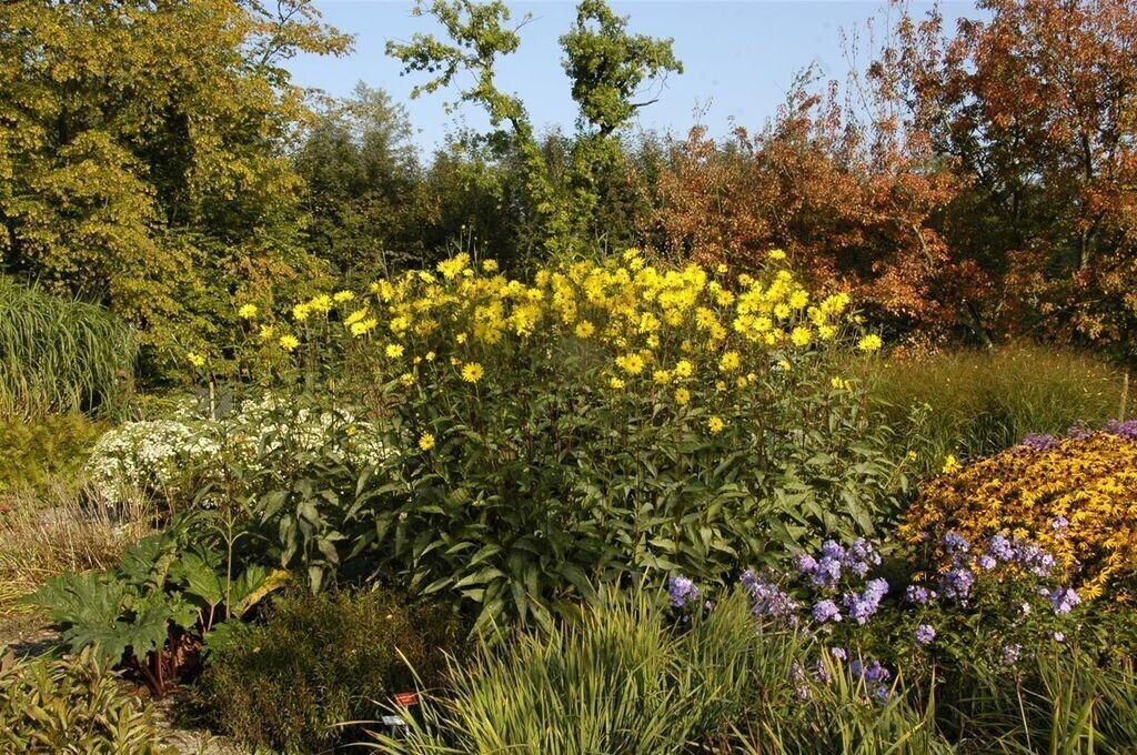Pflanzenfürdich Helianthus atrorubens (SANA001787) ab 7,99