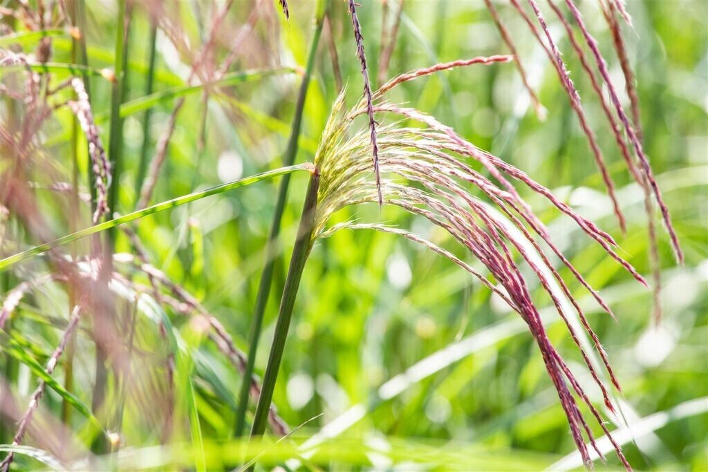 Pflanzenfürdich Miscanthus sinensis 'Flamingo' (SANA002511) ab 5,95