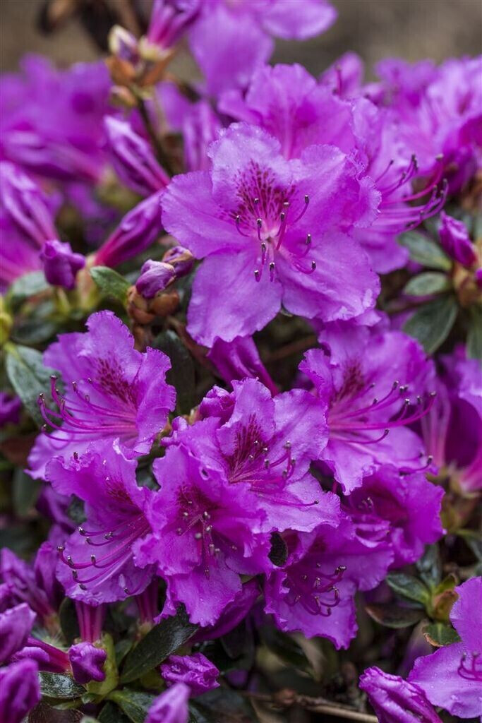 Pflanzenfürdich Rhododendron obt.'Diamant Rosa' 1520 cm (SANA005061