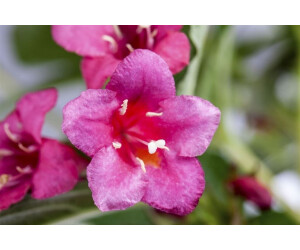 Pflanzenfürdich Weigela 'Bristol Ruby' 150200 cm (SANA008008) ab 109