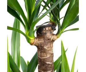 Couronne De Paille FLOWERBOX - Diamètre 100 Cm, Épaisseur 18 Cm - Support Pour Décorations DIY, Noël