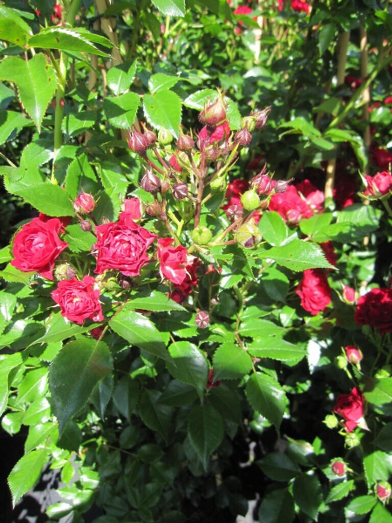 Baumschule Pflanzenvielfalt Ramblerrose Crimson Siluetta 50 cm ab 46,51