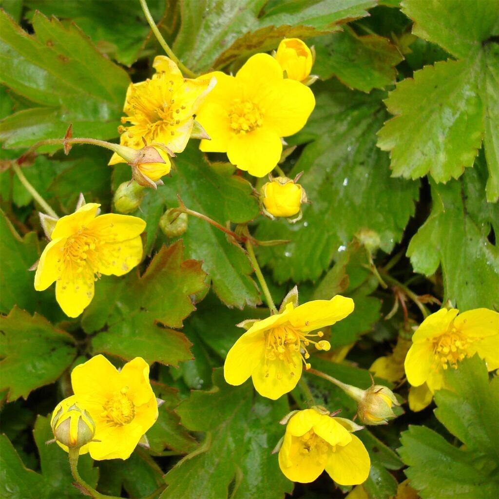 Tuinplantenoverzicht - | Goudaardbei (Waldsteinia ternata Tuinplantenoverzicht - | Goudaardbei (Waldsteinia ternata