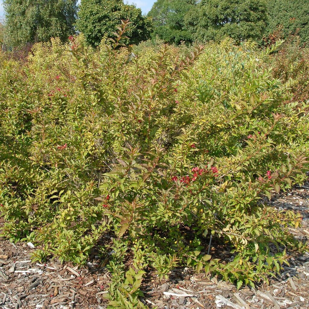 zu Klampen Weigelie Weigela florida Red Prince im 4 Liter Container 40