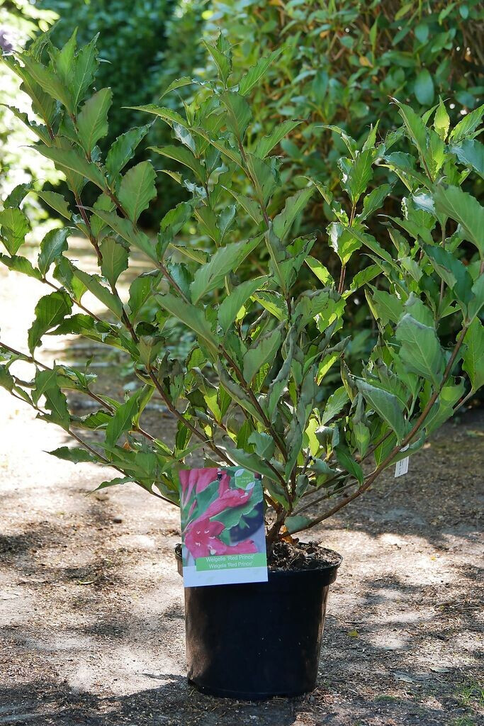 zu Klampen Weigelie Weigela florida Red Prince im 4 Liter Container 40