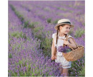 blumensenf Lavandula angustifolia Staude Lavendel 48 Pflanzen ab 56,00