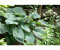 Blumen Eber Hosta sieboldiana Big Daddy Garten-Funkie Big Daddy 13 cm blaugrau (HOSBIGDAD13)