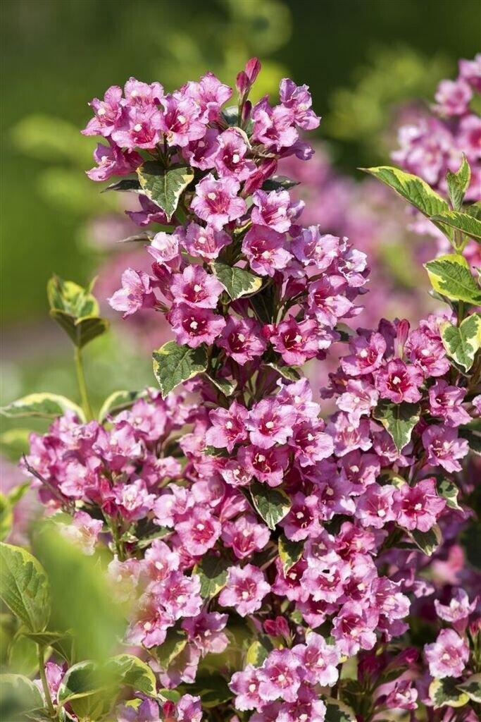 Pflanzenfürdich Buntblättrige Weigelie Nana Variegata Weigela florida