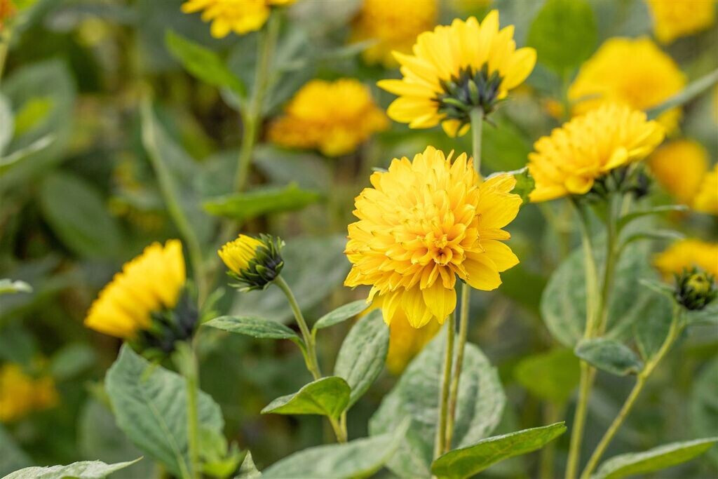 Pflanzenfürdich GartenStaudenSonnenblume Soleil d´Or Helianthus