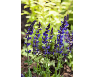 Pflanzenfürdich GartenBlütenSalbei Ostfriesland Salvia nemorosa