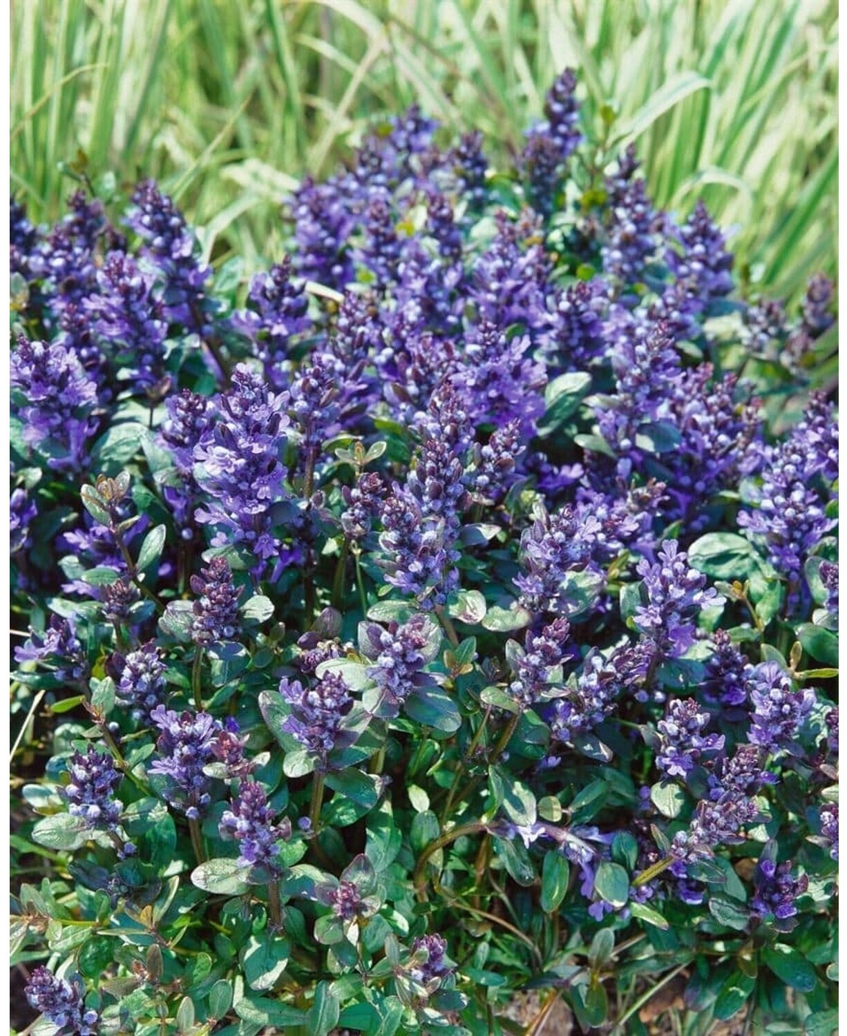 Pflanzenfürdich Rotblättriger GartenGünsel Chocolate Chip (SANA000344) ab 5,95