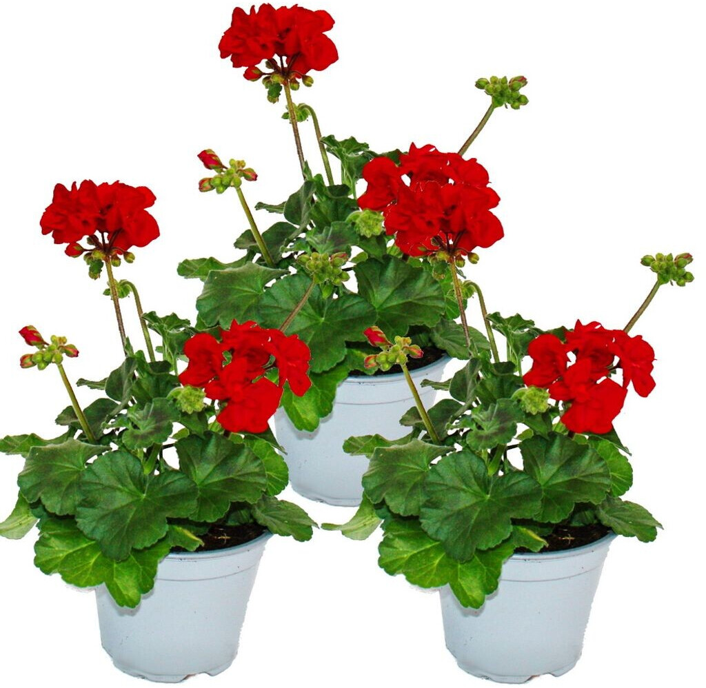 Exotenherz Geranien stehend Pelargonium zonale 3 Pflanzen dunkelrot