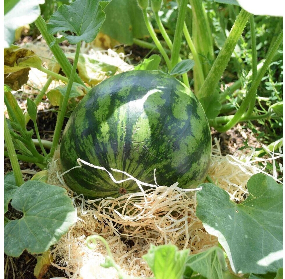 Naturling Naturling Natur Fichte Gemüsewolle - back view