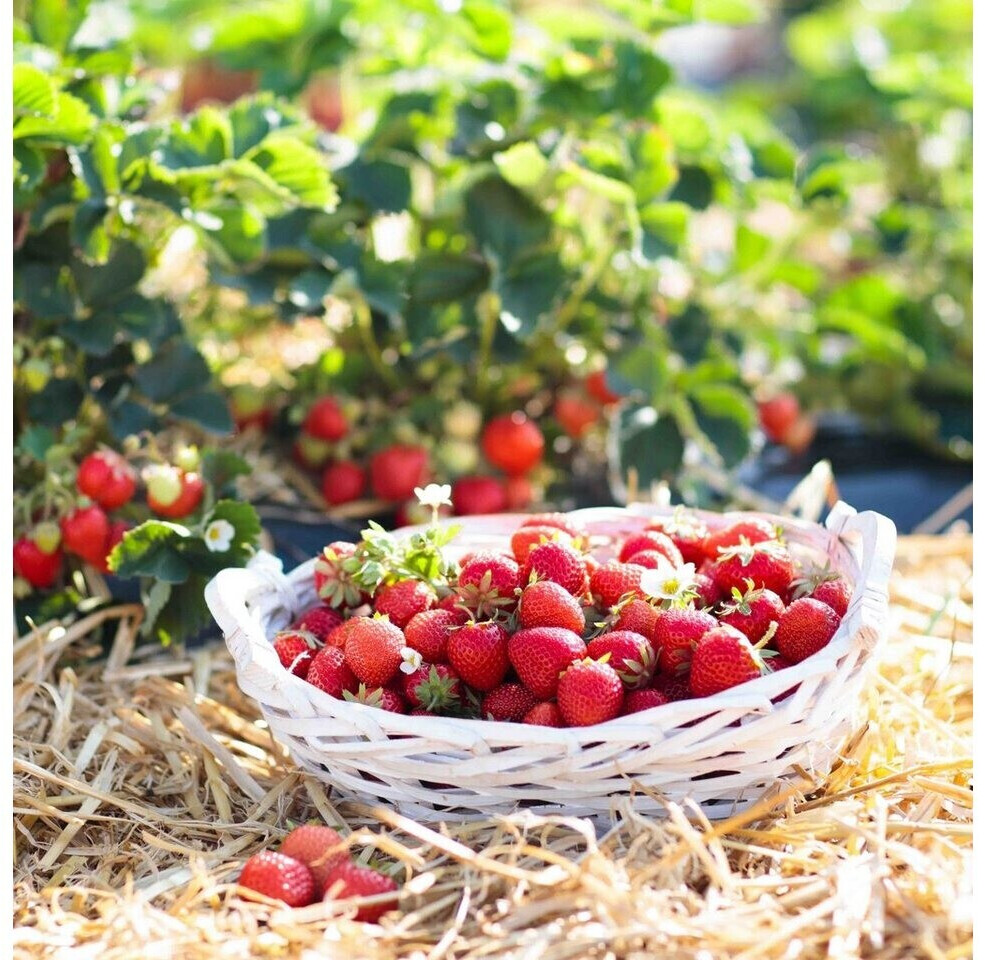 Naturling Naturling Natur Fichte Gemüsewolle - detail view
