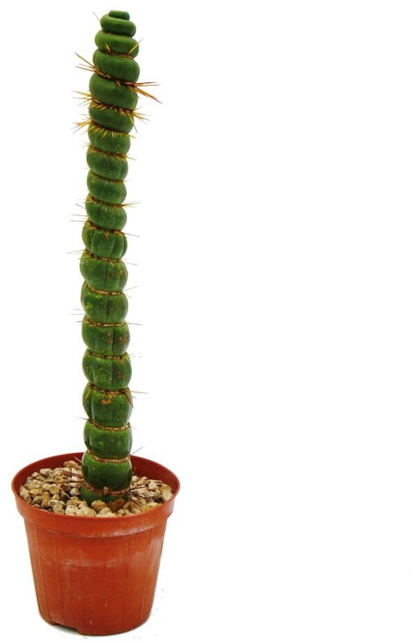 Exotenherz Epiphyllum anguliger Krokodilschwanz-Kaktus 9cm