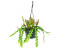 Exotenherz Epiphyllum anguliger Schwert-Kaktusim Krokodilschwanz-Kaktus 14cm Ampeltopf (30032014491)