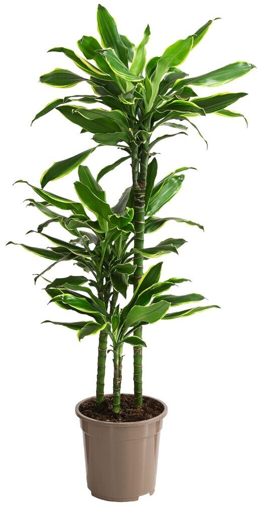 Exotenherz Drachenbaum Dracaena marginata 1 Pflanze (8122014664
