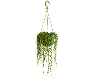Dehner Erbsenpflanze Perlenschnur 25-35 cm (8598112)