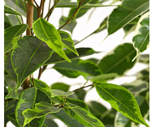 Dehner Birkenfeige 3erSet Ficus benjamini je 40 50 cm (7977747) ab