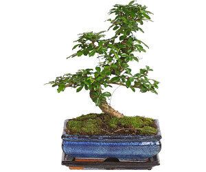Dehner Bonsai Fukientee Carmona microphylla 35 40 cm (7977002) ab 56